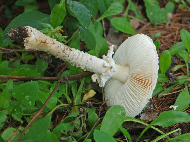 Un fungo in un parco pubblico